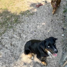 Miniature Australian Shepherd All Grown Up from Sun & Moon Aussies