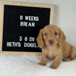 Brian - Cream male Dachshund puppy in Dickinson, Texas from Beth’s Doxieland