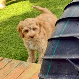 Black - Caramel male Australian Labradoodle puppy in Anderson, California from Shaggy Doodles
