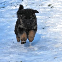 German Shepherd Puppies from Vom Wolfgang Roma Kennels