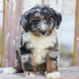 Rubble - Blue merle male Bernedoodle puppy in Dundee, Ohio from Down Home Doodle