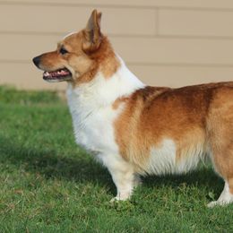 Pumpkin - American Corgi