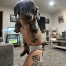 Aurora - Dapple female Dachshund puppy in Mc Alester, Ok, Oklahoma from New Hope Miniature Dachshunds