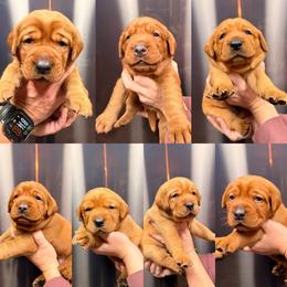 Boy 5 - Yellow male Labrador Retriever puppy in Randolph, Ohio from The Lab Clan