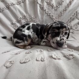 Catahoula Leopard Dog Puppies from Cottonwood Creek Catahoula’s