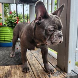 PrettyBoy Blue - Blue fawn male French Bulldog puppy in Cincinnati, Ohio from Sun City Kennels