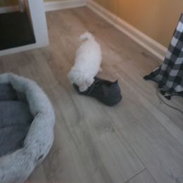 Boy 3 london - White male Bichon Frise puppy in Selma, North Carolina from Havenkennels