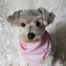 Dolly - Miniature Schnauzer
