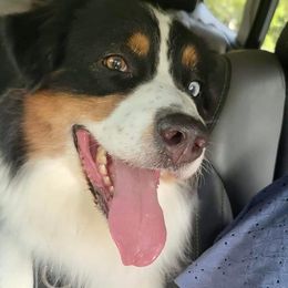 Treble hook  - Australian Shepherd