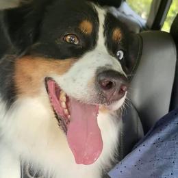 Treble hook  - Australian Shepherd