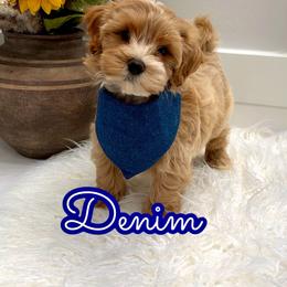Denim - Apricot male Maltipoo puppy in Buford, Georgia from Petite Posh Puppies