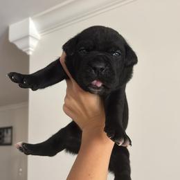 Cane Corso Puppies from Crowned Corso