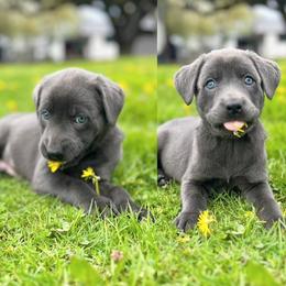 Dilute Retrievers and Labrador Retrievers from 12 Door Farm Labradors