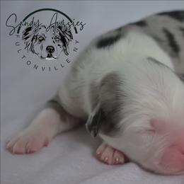 Faith - Blue merle female Australian Shepherd puppy in Fultonville, New York from Sandy Aussies & Pomeranians