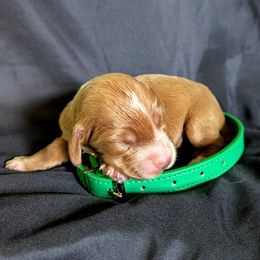 Fenloch Serendipity - Red female English Cocker Spaniel puppy in Phillips, Nebraska from Fenloch Gundogs