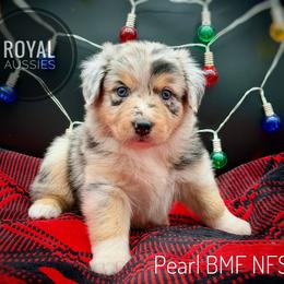 Pearl - Blue merle female Australian Shepherd puppy in Petersburg, Indiana from Royal Aussie’s