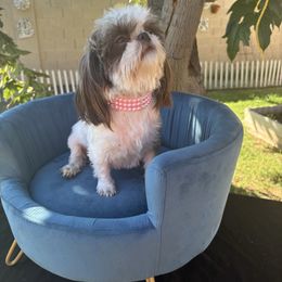 Betty - Shih Tzu