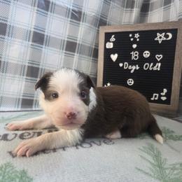 Trixie - Red female Border Collie puppy in Gary, Indiana from Lake Ridge Border Collies