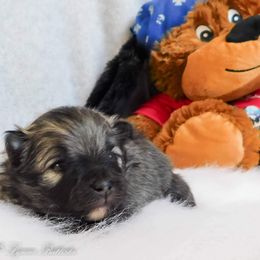 Pomeranian Puppies from Pawsome Poms