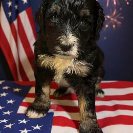 Bernedoodle Puppies from Goldhaly Peach Doodles