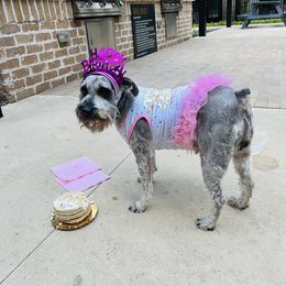 Miniature Schnauzer Puppies from Sugarbaby Kennel