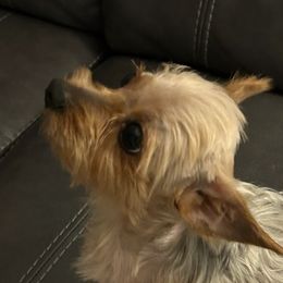 Yorkshire Terriers from Jueles N Eden