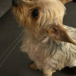 Yorkshire Terriers from Jueles N Eden