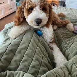 Toby (Professionally Trained) - Caramel red male Australian Labradoodle puppy in Matthews, North Carolina from Weddington Labradoodles