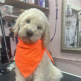 Cream Male 1 - Cream male Poodle puppy in China Grove, North Carolina from Masquerade's Standard Poodles of North Carolina