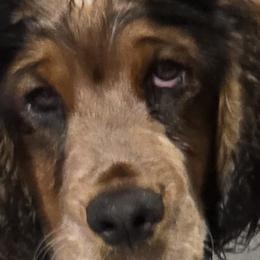 Vivy - English Springer Spaniel