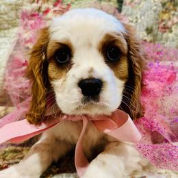 AKC Registered “Misty” Girl 1 - Cavalier King Charles Spaniel puppy from DD’s Adorable Cavaliers