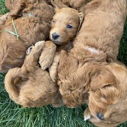 Goldendoodle Puppies from BasilBella’s Doodles