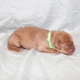 Matcha - Dark golden male Golden Retriever puppy in New Weston, Ohio from Bertke AKC Golden Retrievers and Bernese Mountain Dogs