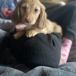 Dachshund Puppies from AJs Doxies