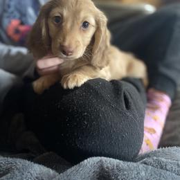 Dachshund Puppies from AJs Doxies