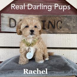 Rachel - White and tan female Mal-Shi puppy in Dallas, Texas from Real Darling Pups