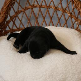 Ebony - Black female Labrador Retriever puppy in Buffalo Valley, Tennessee from Buffalo Valley Breeders