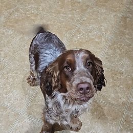 Jhora or Binx - English Springer Spaniel