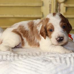 Cormac (orange collar) - White male Irish Doodle puppy in Mouth Of Wilson, Virginia from HoneyBunn Doodle Co.