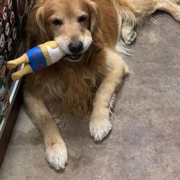 Golden Retriever All Grown Up from South Wind Kennel
