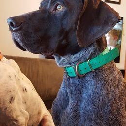 Chesapeake Bay Retrievers and German Shorthaired Pointers from GSP Outdoors