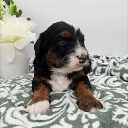 Pippin - Tri-color male Bernedoodle puppy in Granton, Wisconsin from Rose River Farms
