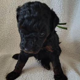 Glaze - green boy - Phantom male Goldendoodle puppy in Stevensville, Montana from 3 Willows Doodles