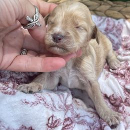 Girl 2 - female Irish Doodle puppy in Home, Pennsylvania from Plum Creek Acres Next Generation