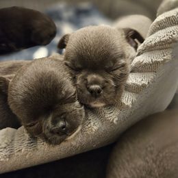 Chihuahua Puppies from Nadezhda's Chihuahuas