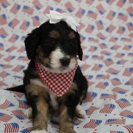 Ollie - female Golden Mountain Doodle puppy in El Reno, Oklahoma from Silver Barn Doodles