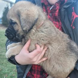 Evelyn - Wolfgray female Spanish Mastiff puppy in Prosperity, Pennsylvania from Prosperity Guardians