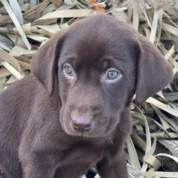 Labrador Retriever Puppies from Beaver Creek Kennels