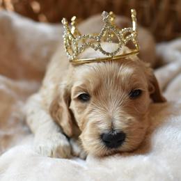 Goldendoodle Puppies from Edge Farm Goldendoodles