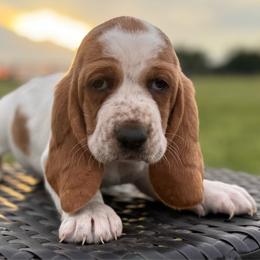 Dixie - Red and white female Basset Hound puppy in Richmond, Kentucky from Walters Hollow Hounds